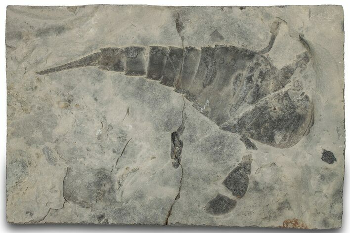 Eurypterus (Sea Scorpion) Fossil - New York #310239